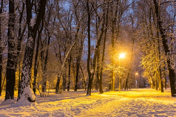 Parque de invierno de la ciudad en la escena nocturna — Foto de Stock