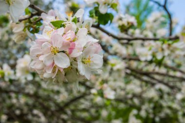 tatlı beyaz elma çiçeği