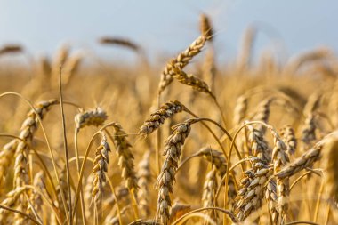 portre yaz buğday alan sahne