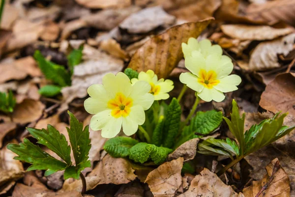 Small yellow spring flowers among a dry leaves — Stock Photo, Image