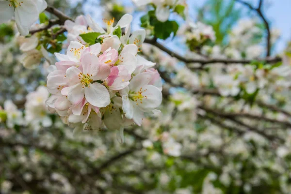 tatlı beyaz elma çiçeği