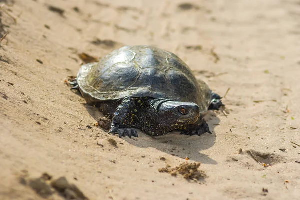 Turtle crawling on sand — Stock Photo, Image