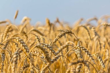 portre yaz buğday alanı