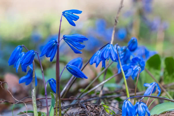 Closeup blue bell Lentebloemen in een forest — Stockfoto