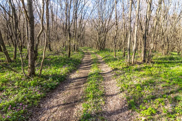 Estrada de terra através de uma floresta de primavera — Fotografia de Stock