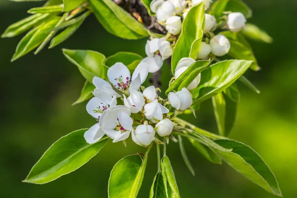 Primer plano rama de cerezo de primavera en una flor —  Fotos de Stock