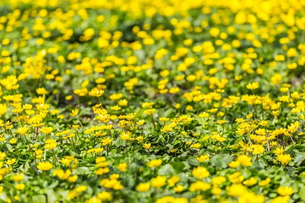 Primo piano primavera giallo fiori radura — Foto Stock