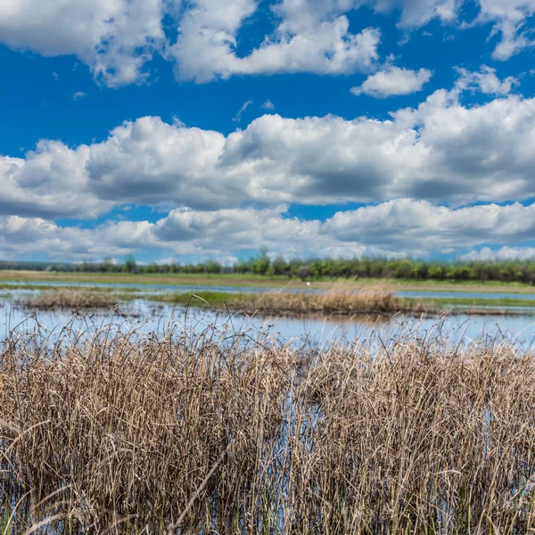 Malé letní jezero pod oblohou scéna — Stock fotografie