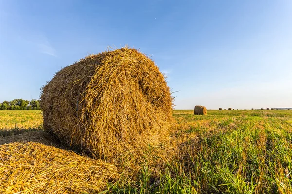 Vértes szénakazalban a nyári búza mező — Stock Fotó