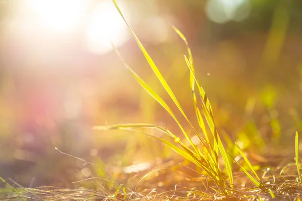 Närbild växt i en strålar från solen — Stockfoto