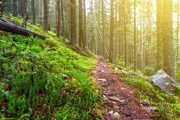 Forêt humide de pins sur une pente de montagne — Photo