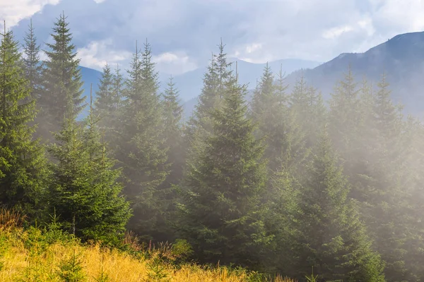 Pineta di montagna in una nebbia — Foto Stock