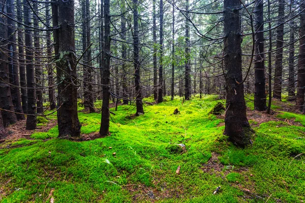 Forêt de pins verts couverte d'une mousse — Photo