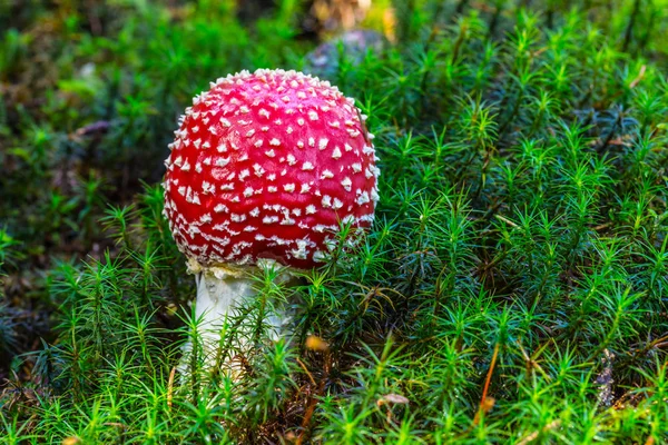 Yeşil yosun kırmızı flyagaric mantar — Stok fotoğraf