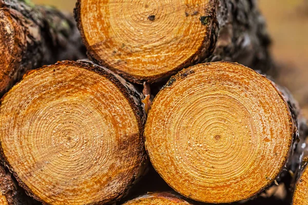 heap of pine tree trunk background