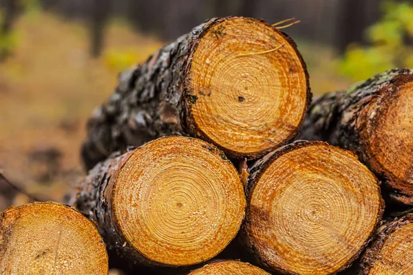 Closeup heap of pine log in a forest — Stock Photo, Image