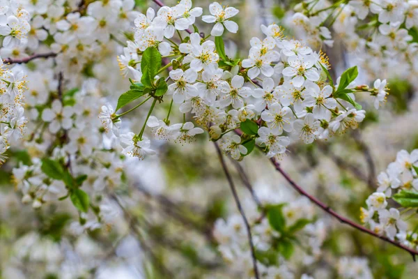 Belo ramo de cereja em uma flor branca — Fotografia de Stock