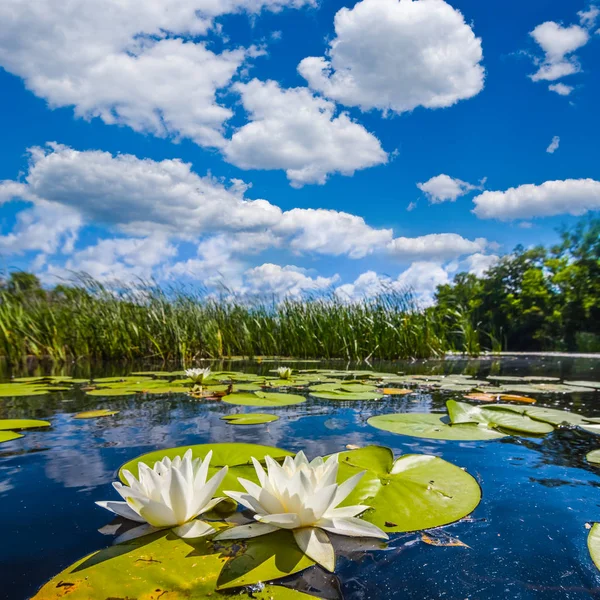 Belle ninfee bianche su un lago — Foto Stock