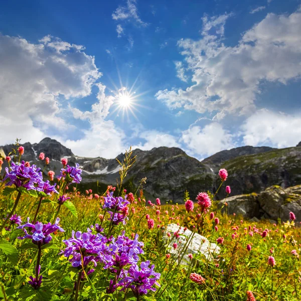 绿色的夏天山山谷场景，闪耀的阳光下的花朵 — 图库照片