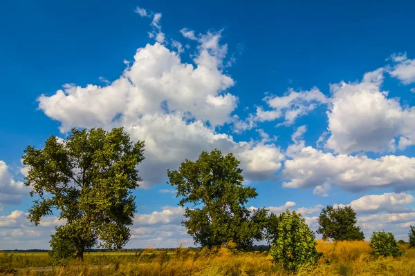 Letní krajina prérie, tráva, stromy a mraky — Stock fotografie