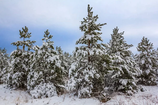 눈에 겨울 숲 — 스톡 사진