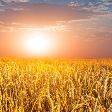 buğday alan sunset olay yerinde