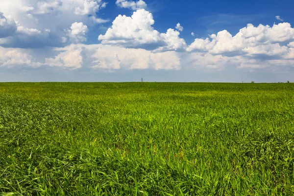 Літні зелені сільські поля під хмарним небом — стокове фото