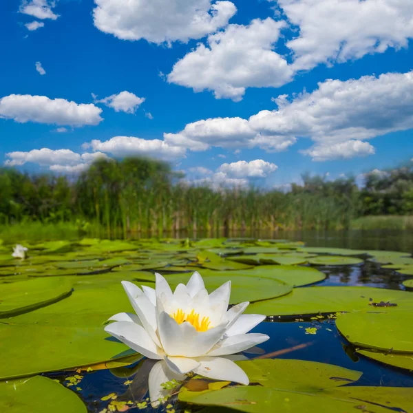 Belo lírio branco flutuando em uma água — Fotografia de Stock