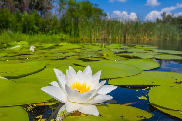 Schöner Sommersee mit weißen Lilien — Stockfoto