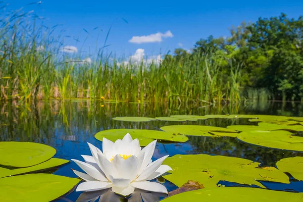 Belo lírio branco em um lago de verão — Fotografia de Stock