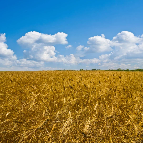 Campo de trigo de verano dorado —  Fotos de Stock