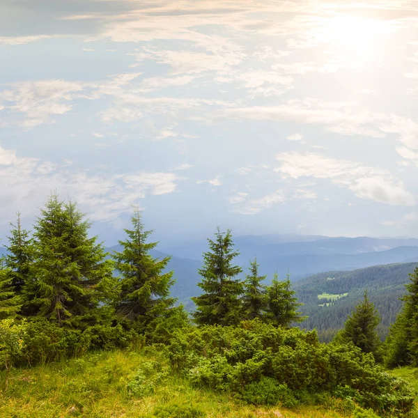 Yeşil dağ orman parlak güneşin altında — Stok fotoğraf