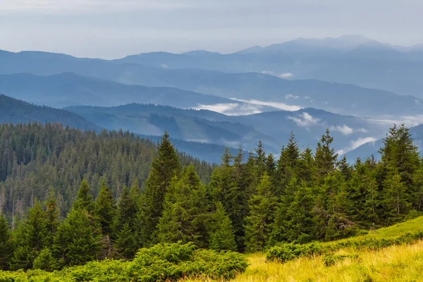 Vackra gröna skogen innan en blå dimmiga bergen — Stockfoto