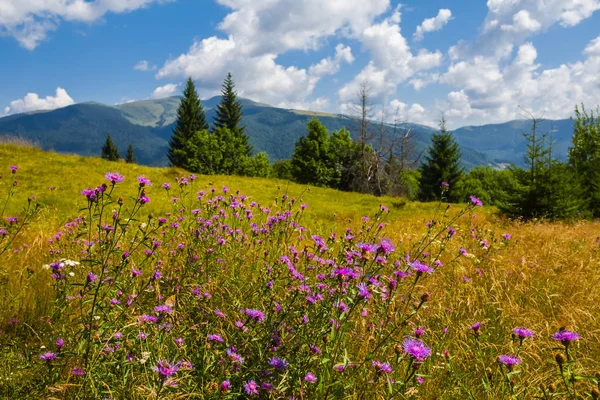 Campos alpinos de verano? cresta de montaña y nubes — Foto de Stock