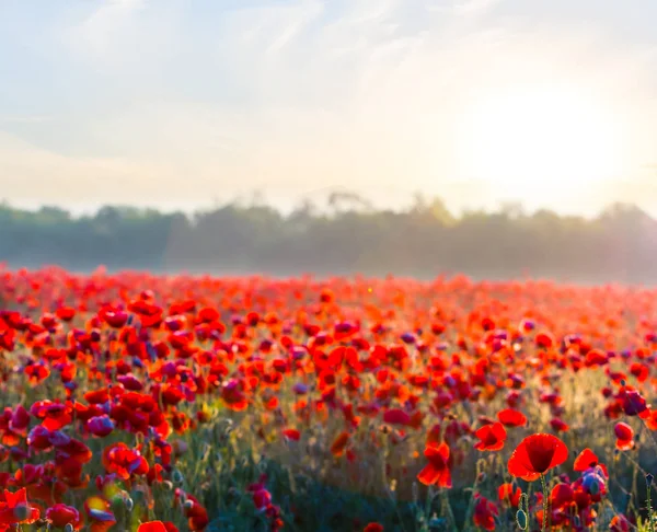 Bellissimo campo di papavero rosso al mattino presto — Foto Stock