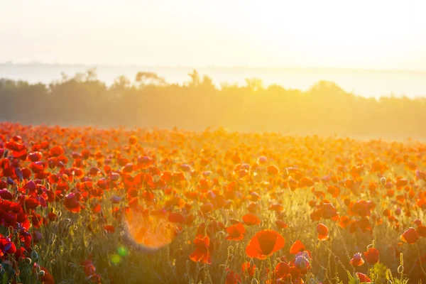 Primo piano campo di papavero rosso in un raggio di sole — Foto Stock