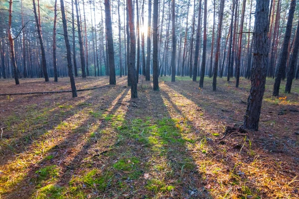 Tiché borovice na scénu brzy ráno — Stock fotografie