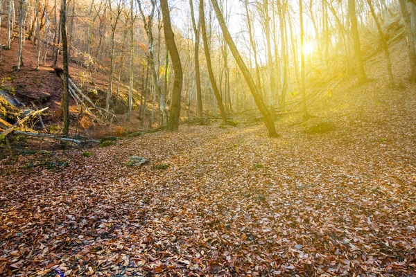 Herbstwald bedeckt von trockenen Blättern in einem Sonnenstrahl — Stockfoto