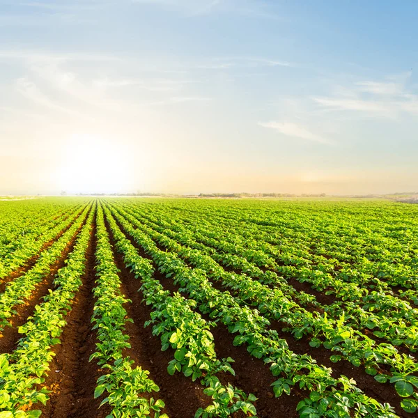 Closeup aardappel veld bij de zonsondergang — Stockfoto