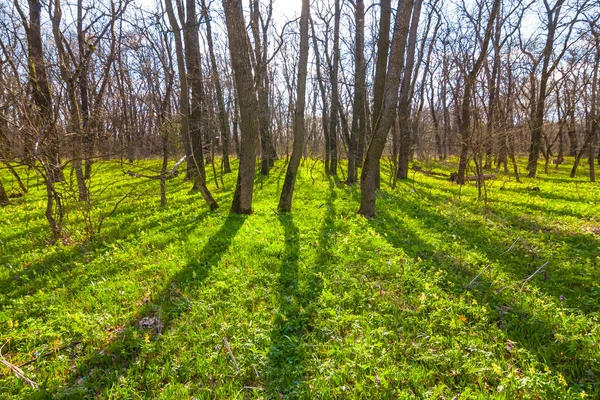 Prachtige lente bos in een stralen van de zon — Stockfoto