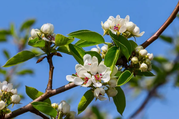 Primer plano rama de manzana en una flor sobre un fondo de cielo azul —  Fotos de Stock