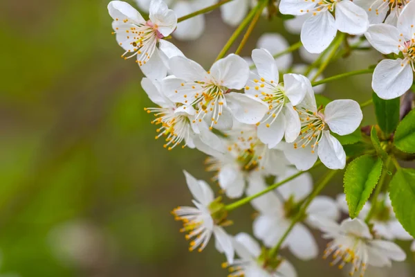 Primer plano flores de cerezo blanco —  Fotos de Stock
