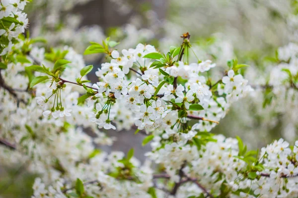 Feche o ramo de cereja branco em umas flores — Fotografia de Stock