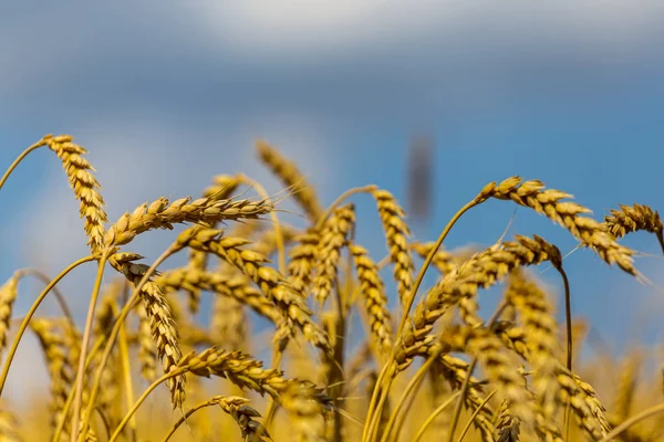 Closeup altın buğday kulaklar — Stok fotoğraf