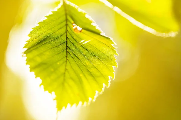 Primer plano hoja verde en un rayo de sol —  Fotos de Stock