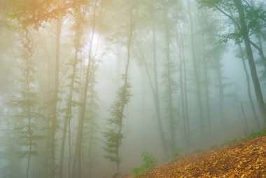 bir sis sonbahar dağ orman