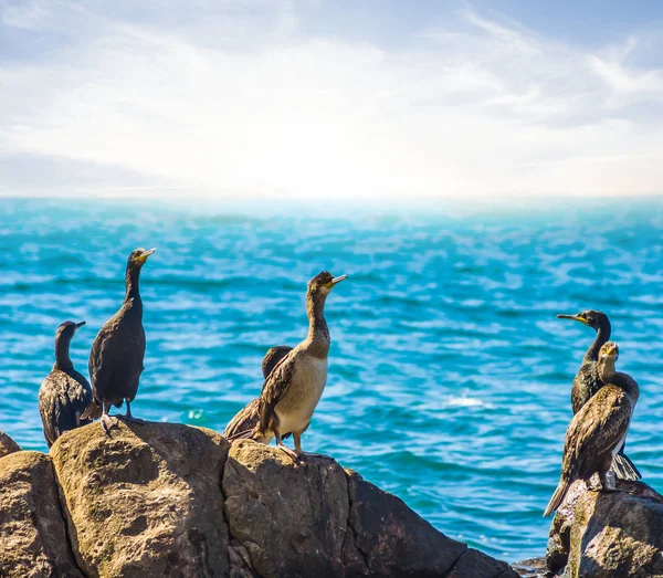 Sea birds sit on a stone near a sea coast — Stock Photo, Image