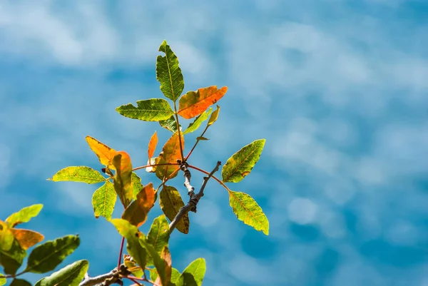 Tree branch on a enerald sea background — Stock Photo, Image