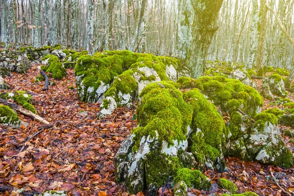 Bosque de otoño, hojas secas y piedra en un musgo verde — Foto de Stock