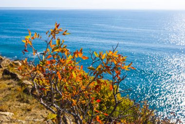 Kırmızı küreği ağaç deniz kenarı